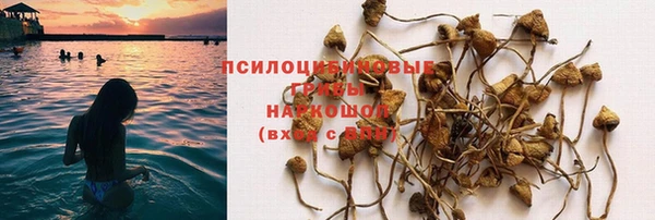 PSILOCYBIN Аркадак
